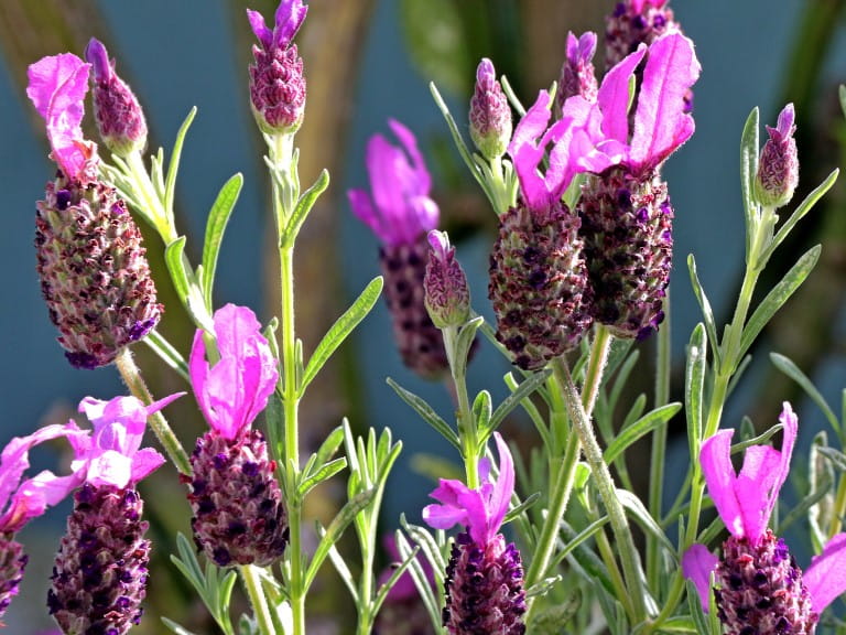 How to grow lavender – and the best varieties to choose
