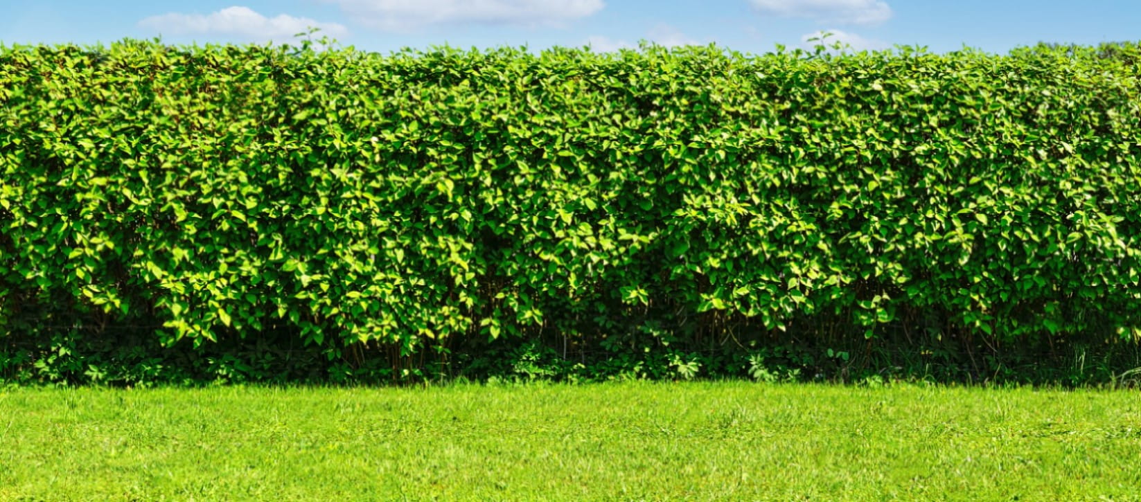 Summer garden landscape - a green lawn and a big hedge | Getty/WDnet