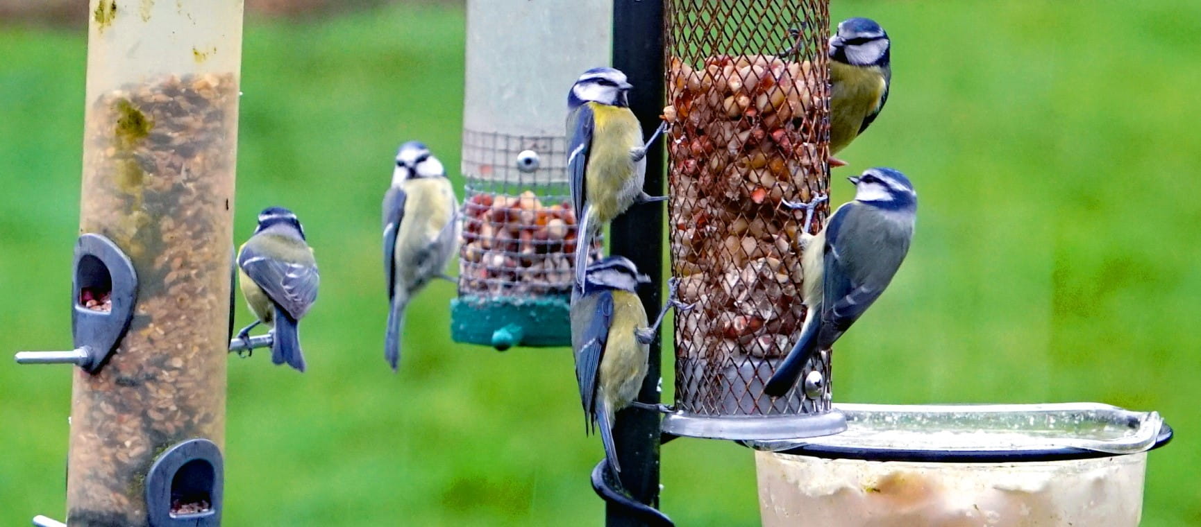 Great tits and blue tits feeding in garden | Getty/TravellingLanes