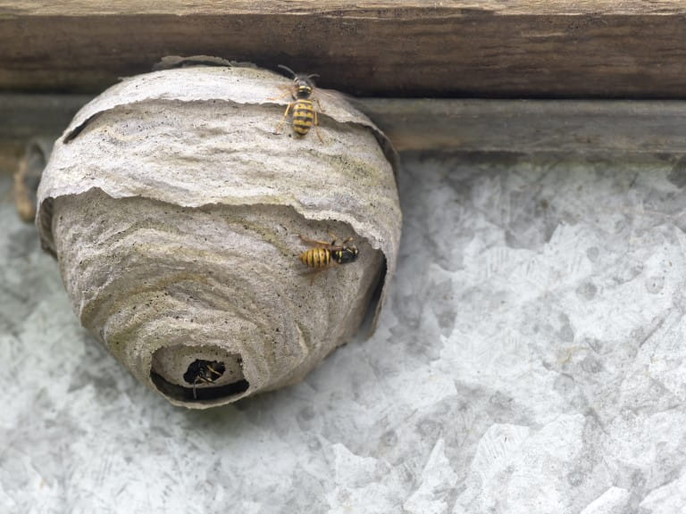 What are wasp nests made of discount