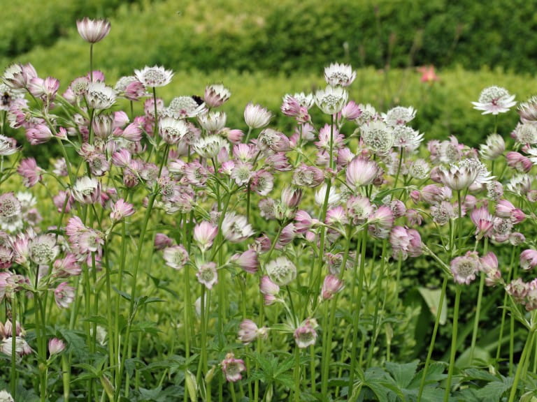 Pretty Astrantia flowers | Getty/JohnatAPW