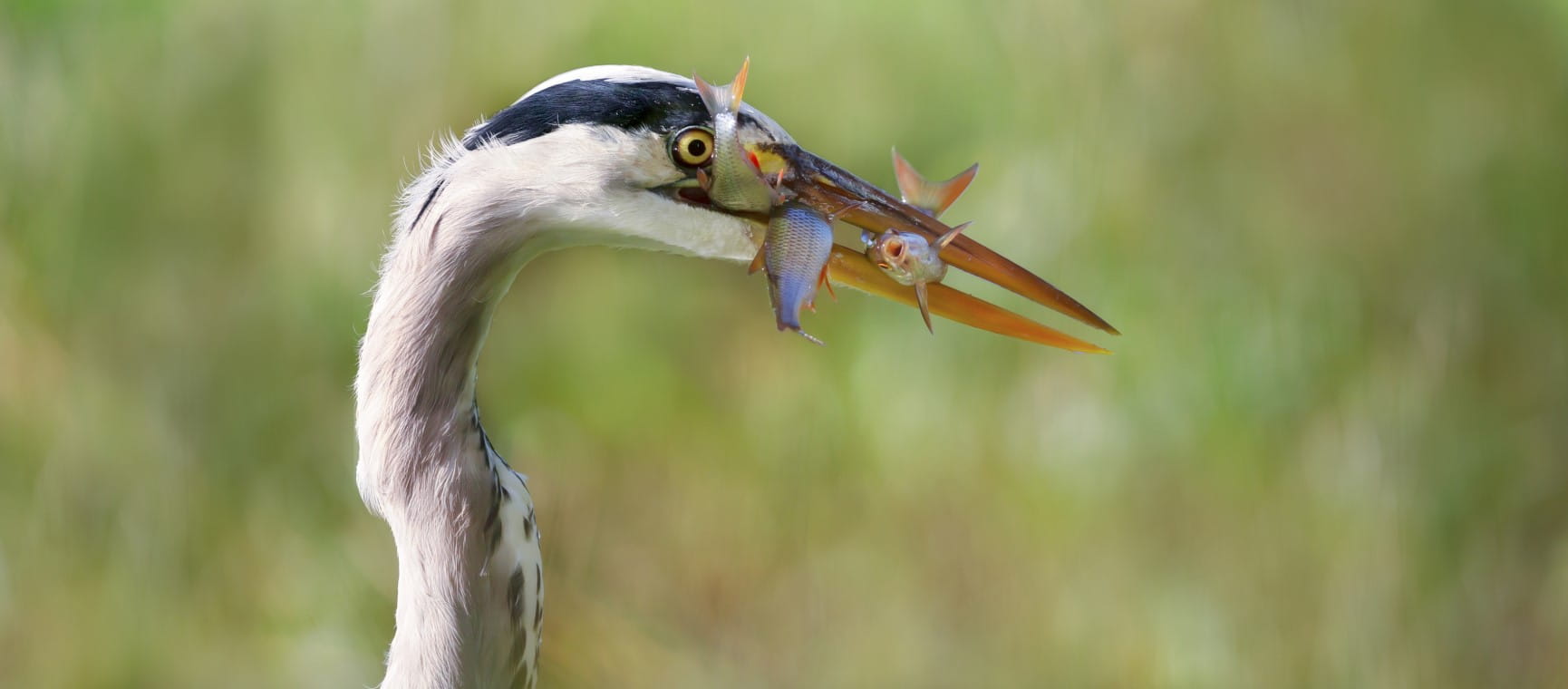 Close-up of a grey heron holding three fish in beak | Getty/Dgwildlife