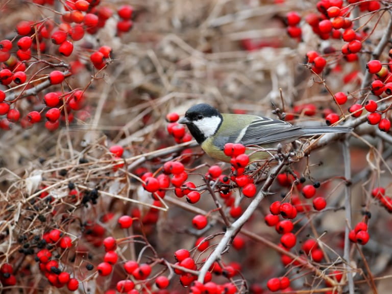 A great tit surrounded by bright red hawthorn berries | Getty/Volodymyr Kucherenko