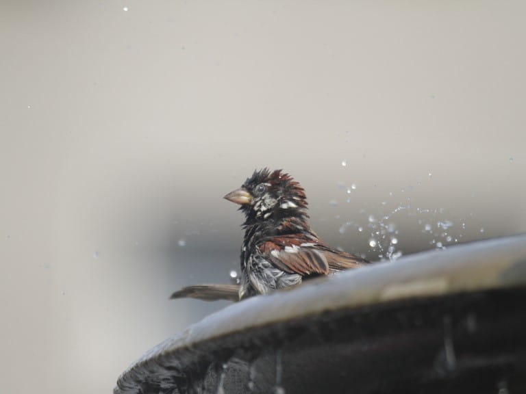 Sparrow having a bath on the rim of a fountain | Getty/Peter Schaefer