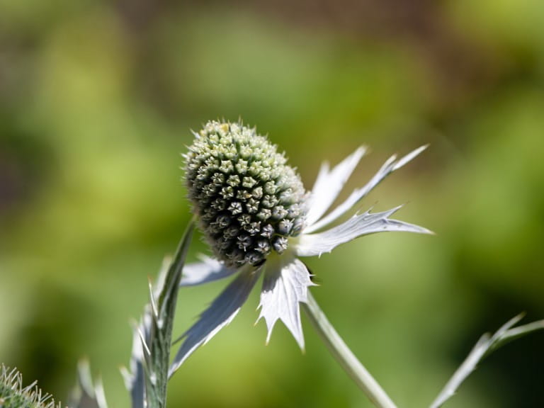 Flower of a Miss Willmotts ghost thistle, Eryngium giganteum | Getty/weisschr