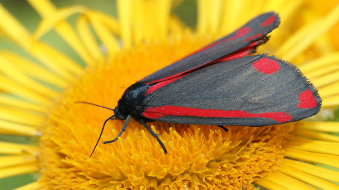 A closeup shot of the cinnabar moth on a ragwort flower