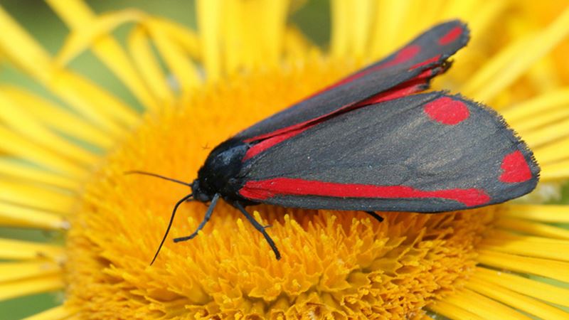 A closeup shot of the cinnabar moth on a ragwort flower