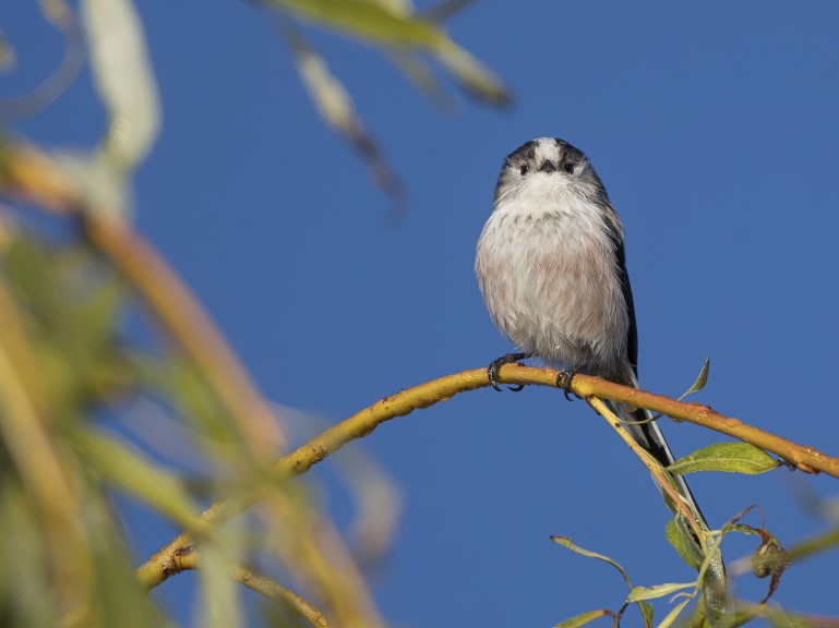 Long tailed tit sitting on branch looking proud of himself | Getty/Kevin White