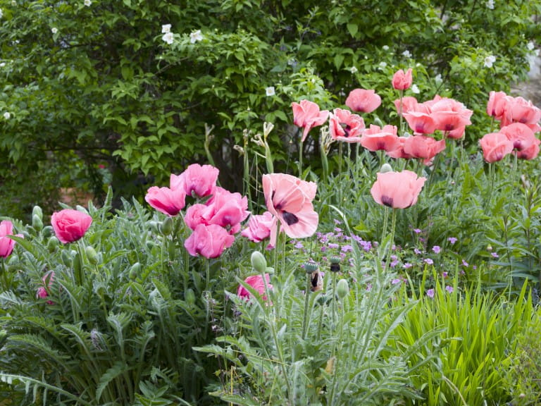 Pink oriental poppy plants growing in a UK garden flowerbed | Getty/PaulMaguire