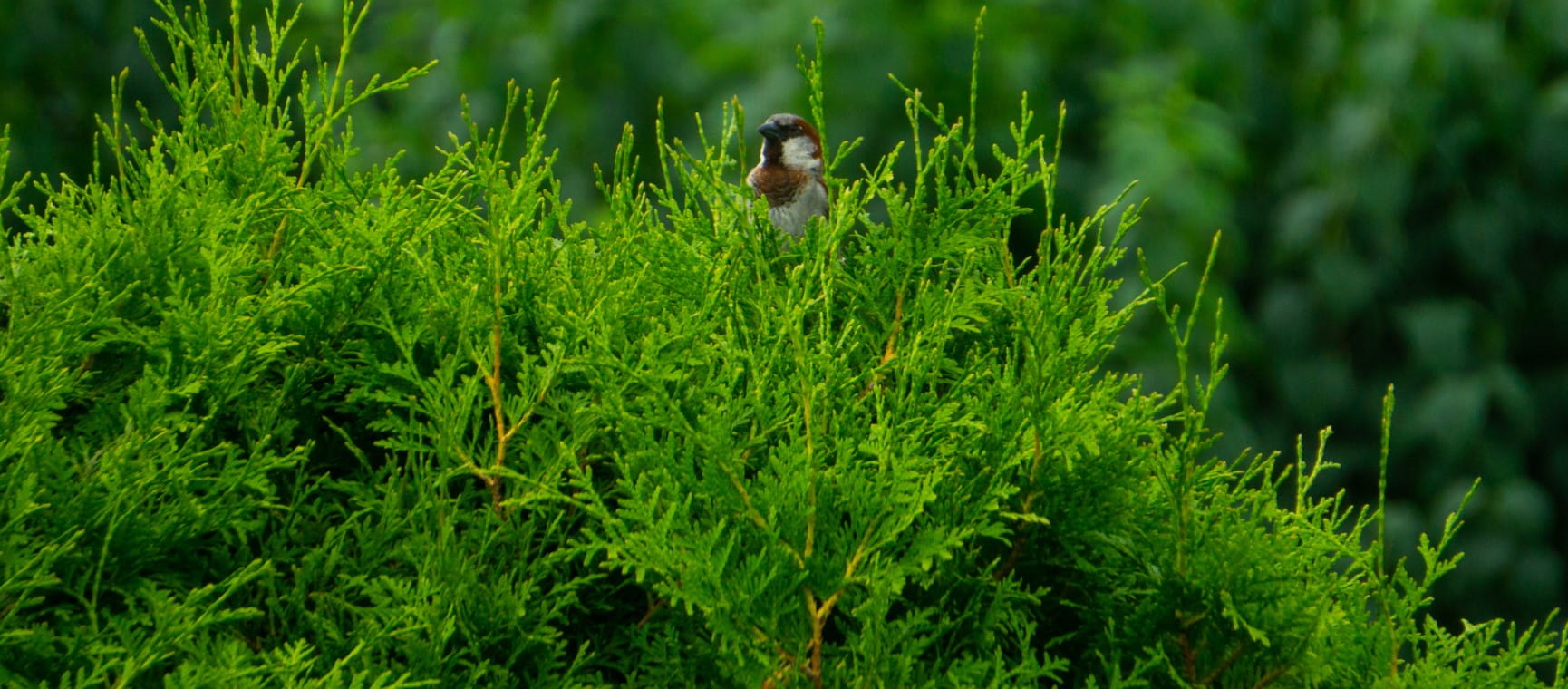 A sparrow sits on green hedge | Getty/Nils Bongarts