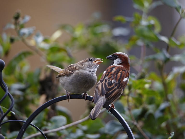 House sparrows in the garden | Getty/Steve Midgley