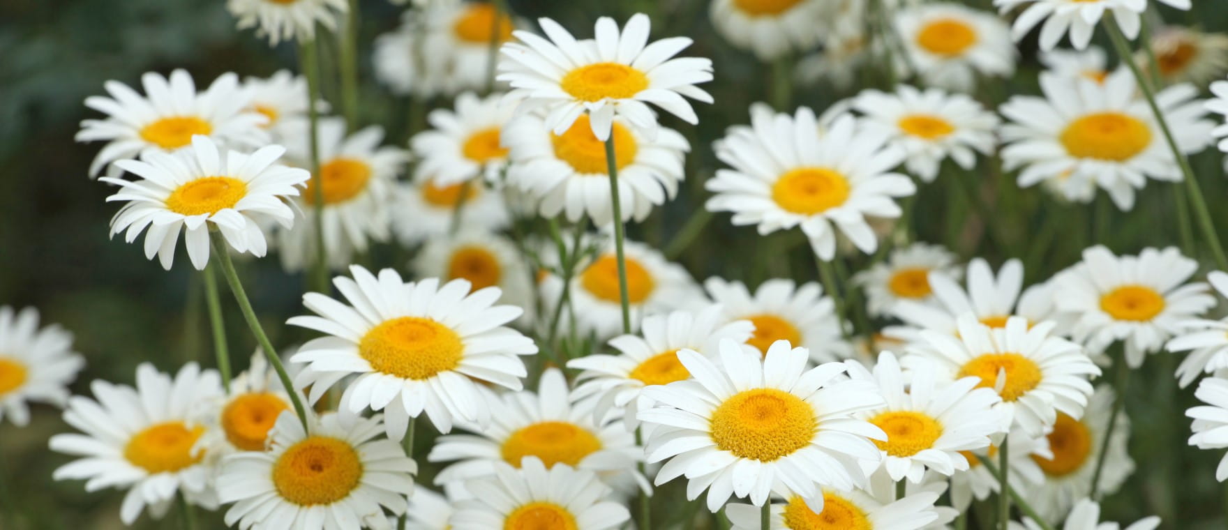White and yellow Anthemis daisy 'Sauce Hollandaise' in flower | Getty/Alex Manders