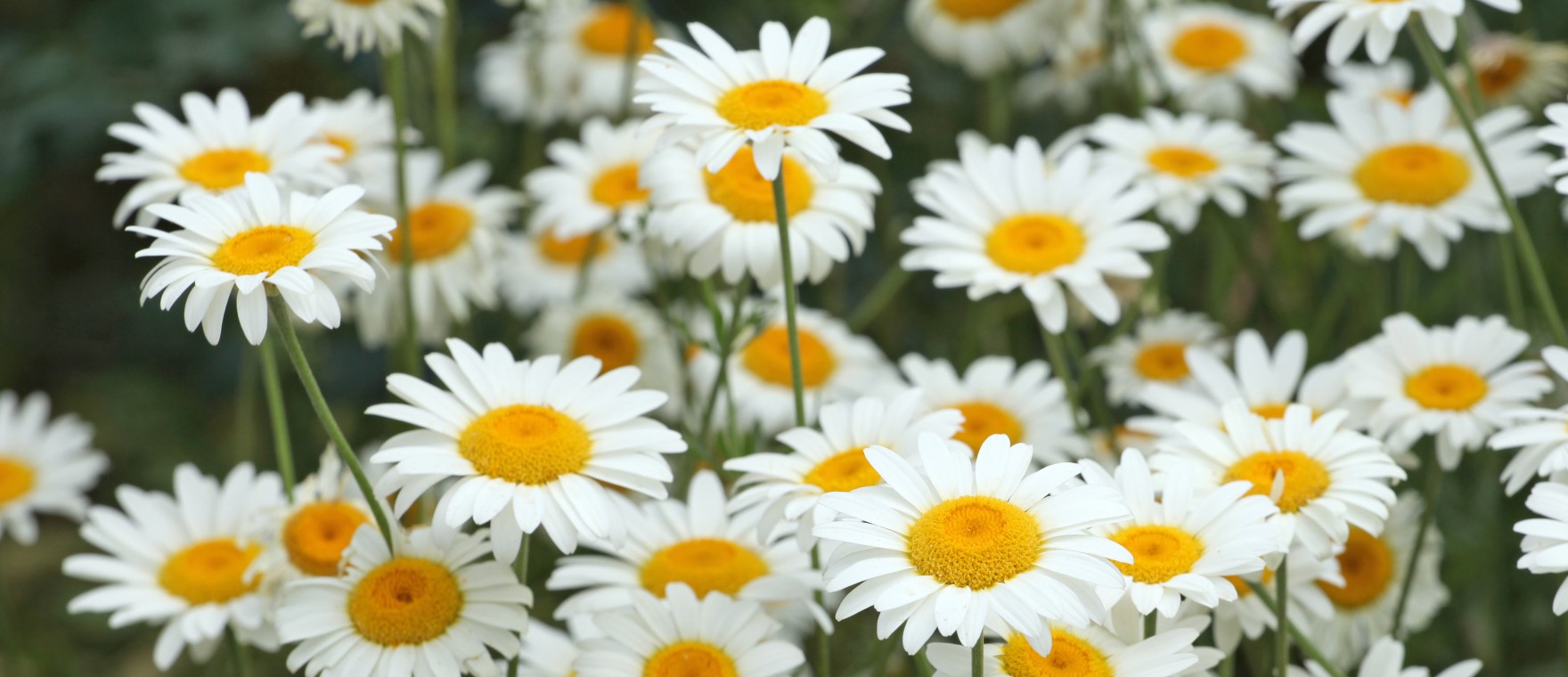 White and yellow Anthemis daisy 'Sauce Hollandaise' in flower | Getty/Alex Manders