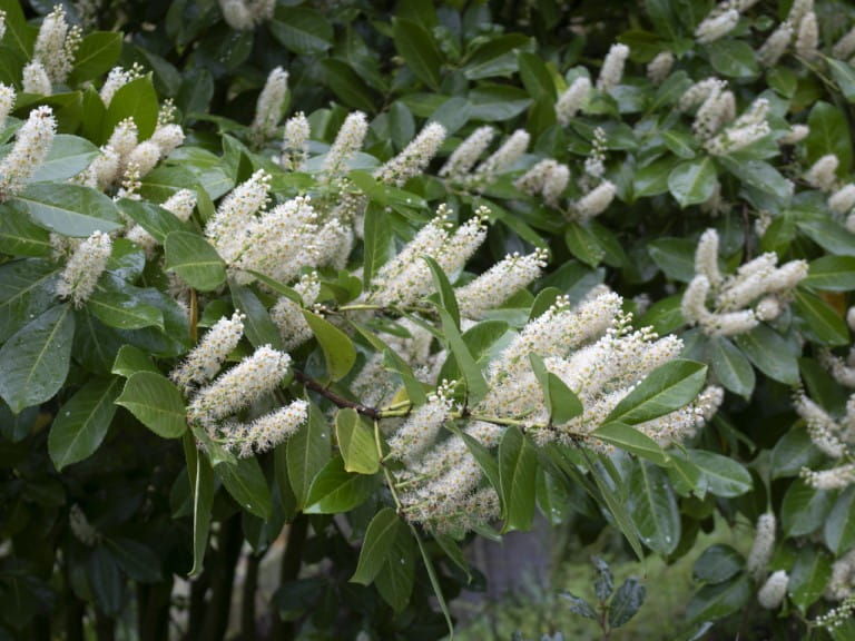 White cherry laurel flowers | Getty/Irina Stevenson