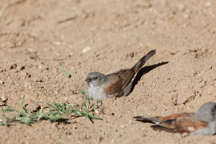 Two sparrows on dusty ground 'dust bathing'