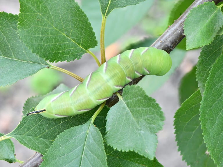 Green caterpillar privet hawk moth | Getty/akova