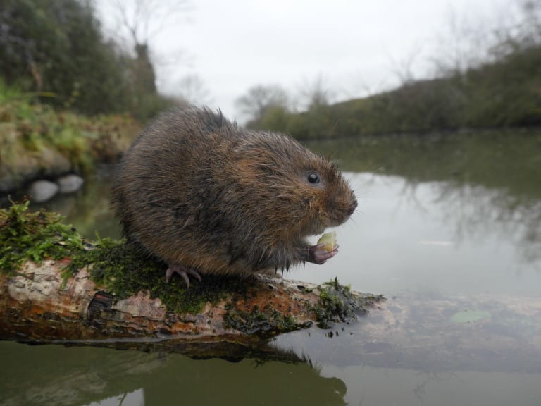 A water vole