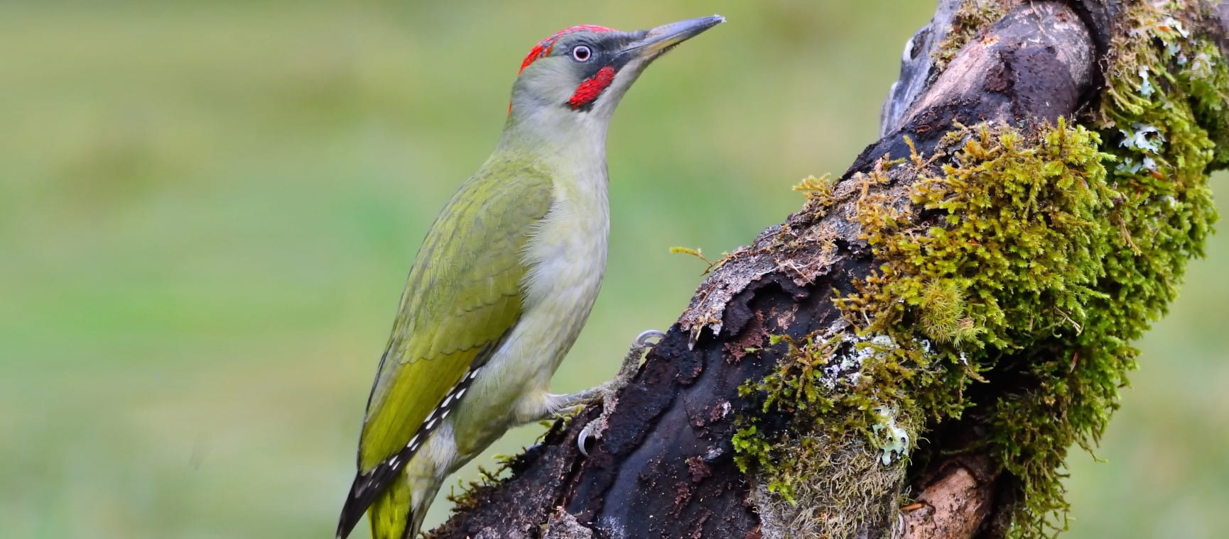 European green woodpecker perched on a branch | Getty/StockPhotoAstur