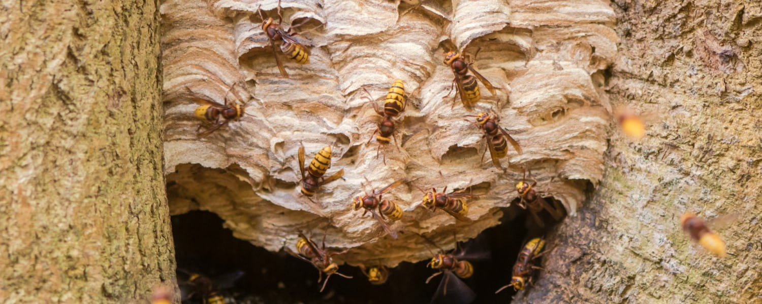 A hornet nest in a tree