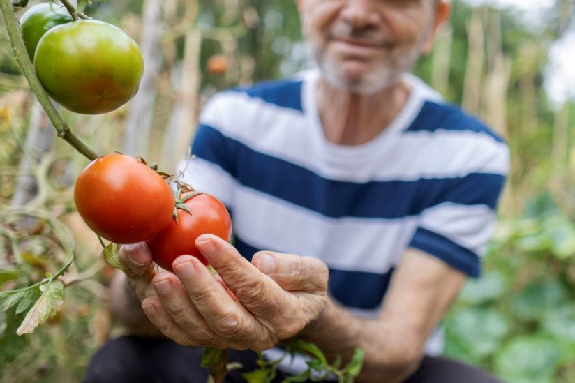 Man fondling his freshly grown tomatoes