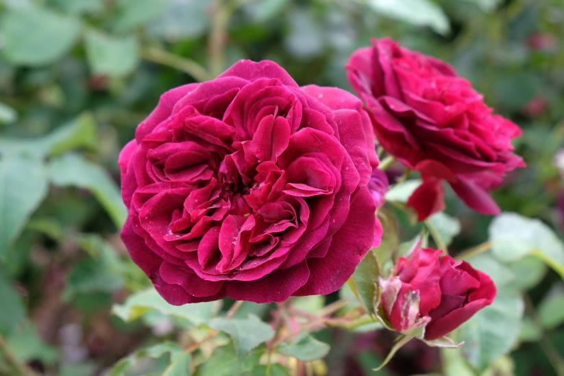Rose shrub 