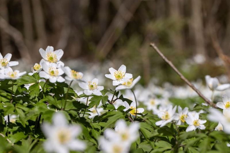 Anemone nemorosa under the sun