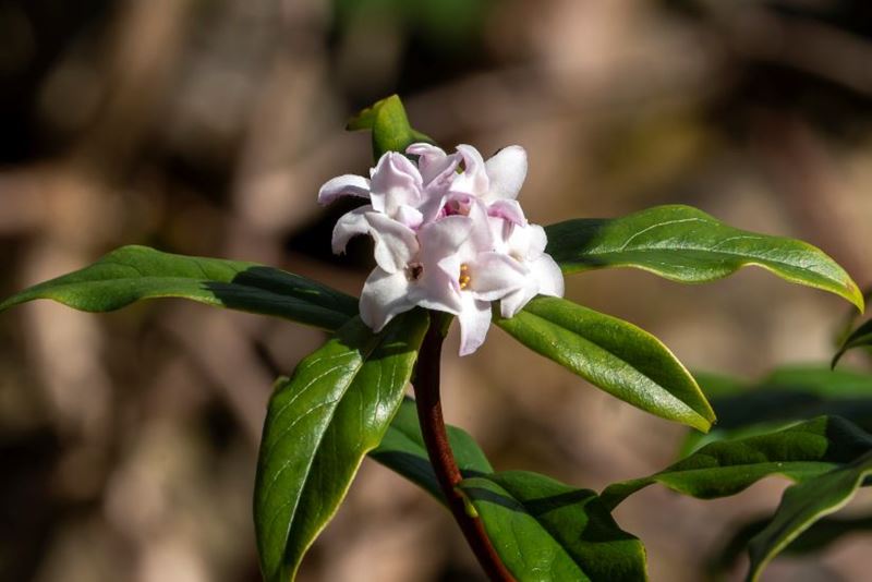 Daphne bholua Jacqueline Postill in the sun