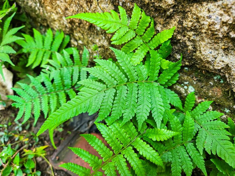 The Golden Male Fern growing from a rock