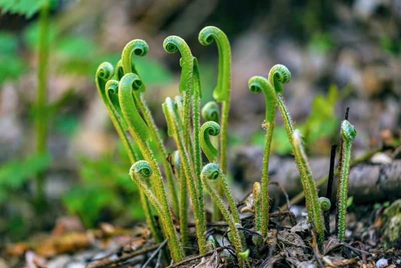 The fronds of a Hart's Tongue fern