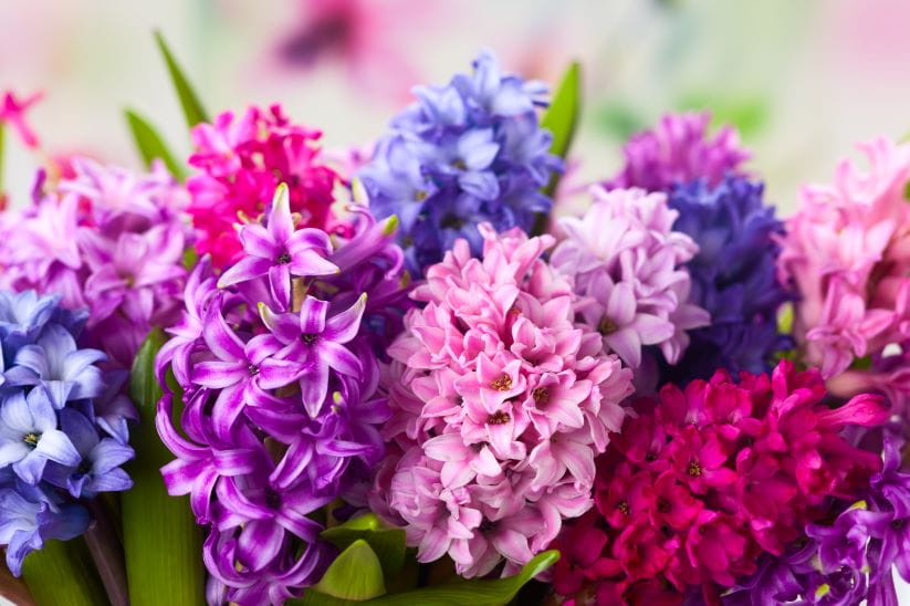blue, purple and pink hyacinths