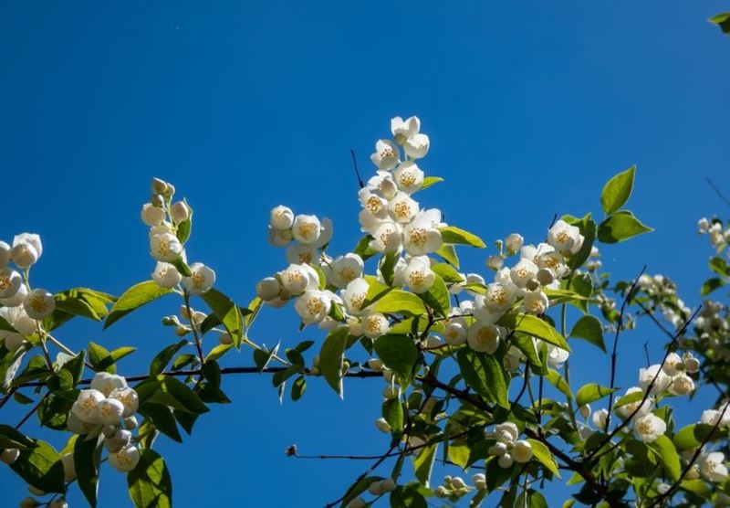 philadelphius