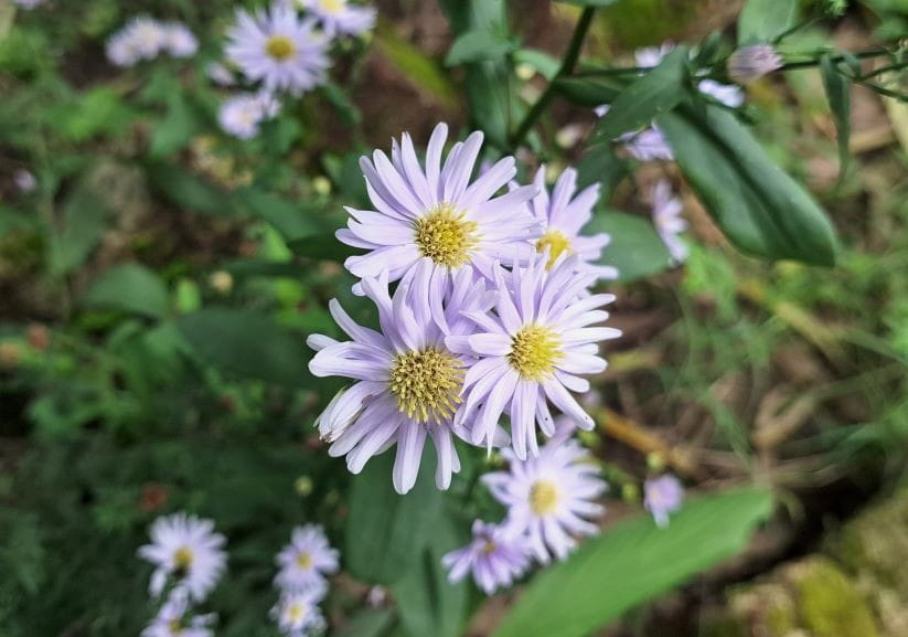 Aster laevis 'Calliope'