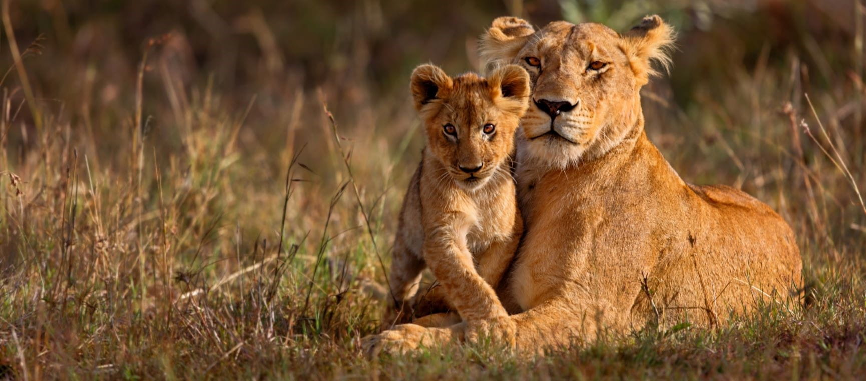 lioness and cub in the wilderness