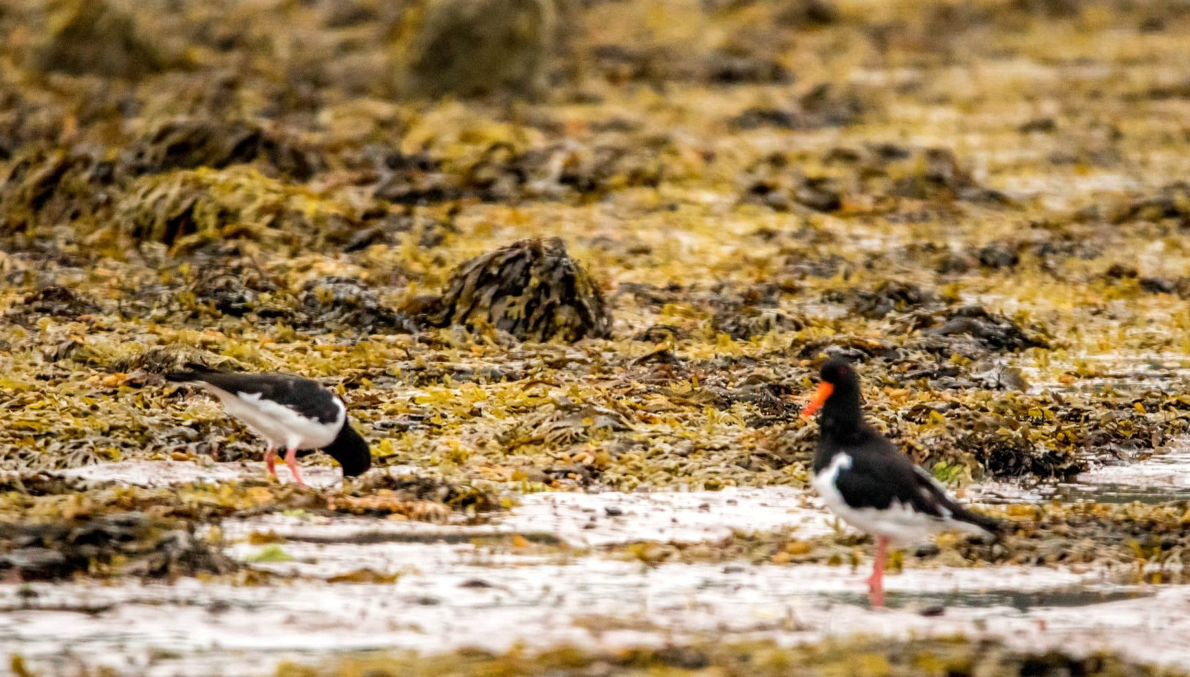 Oyster catcher on the Scilly Isles
