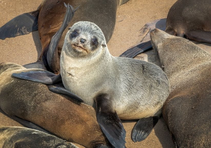 a young seal on a colony on the coast of Namibia
