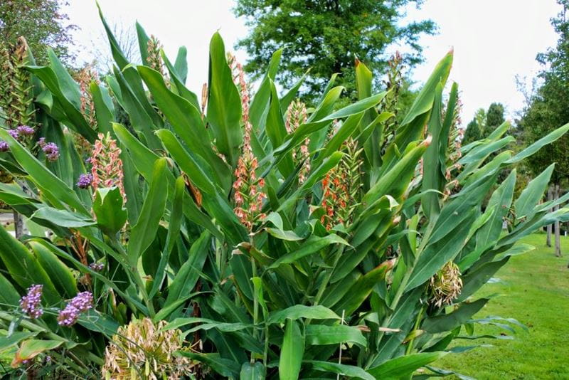 ginger lilies