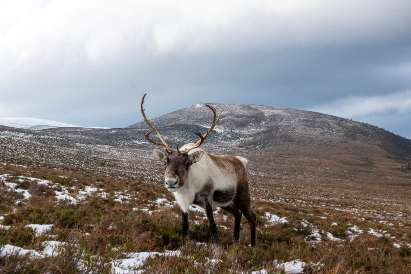 Reindeer in the Cairngorms on a snowy day