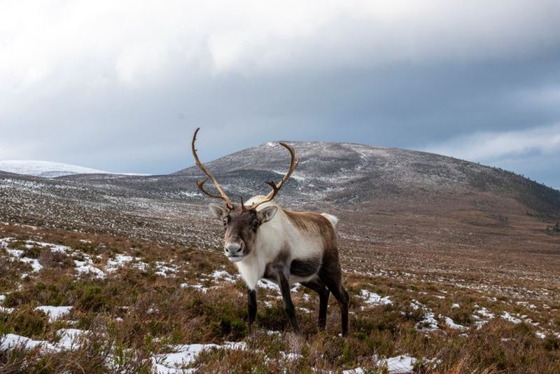 Reindeer in the Cairngorms on a snowy day