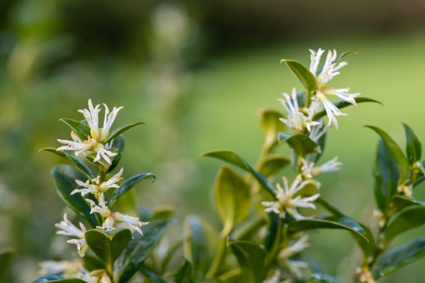 Sarcococca confusa outside