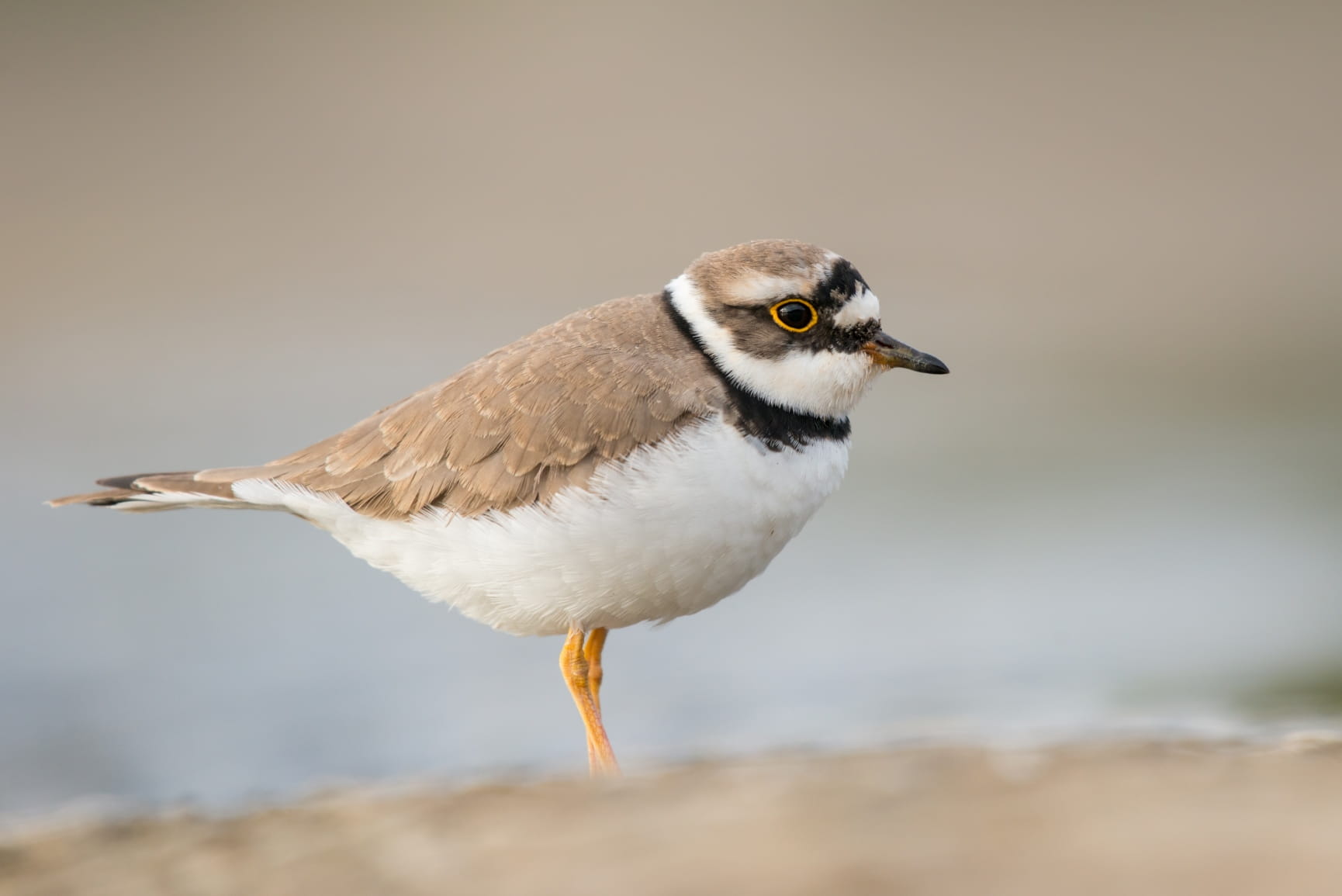 Close up of a Ringed Plover bird