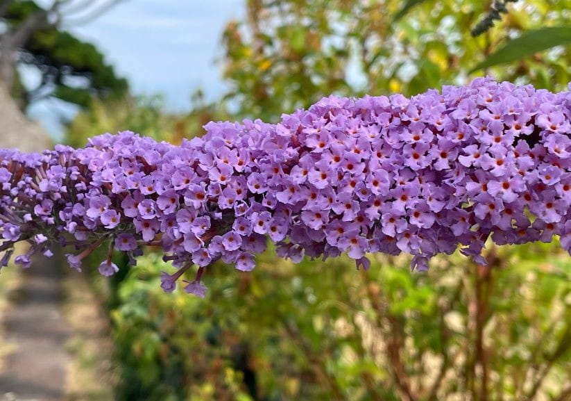 Buddleja davidii