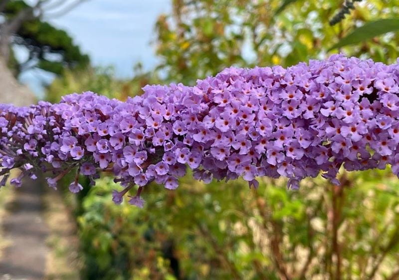 Buddleja davidii