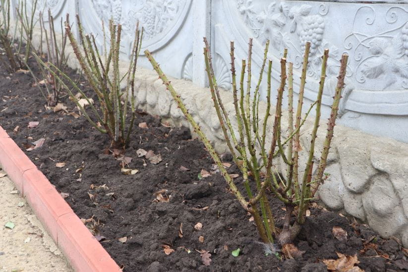 pruned and planted rose bushes