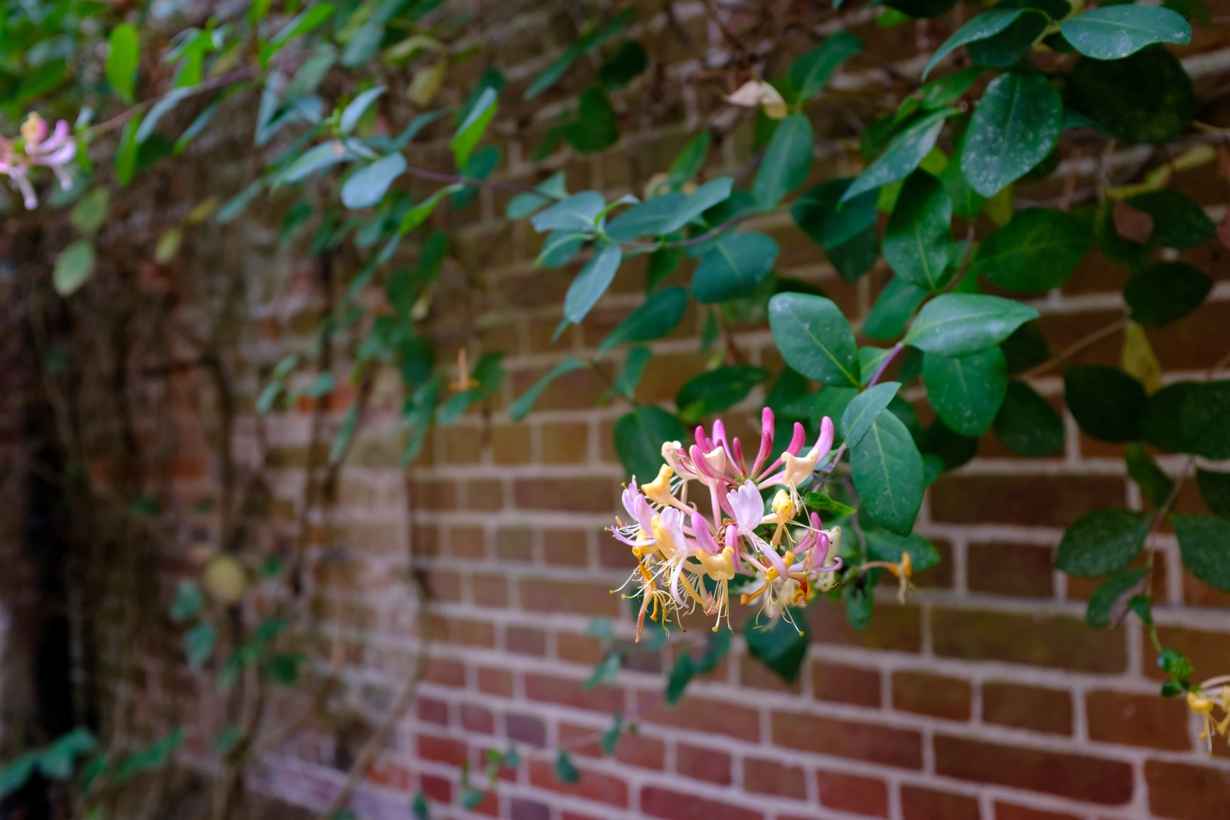Honeysuckle flower