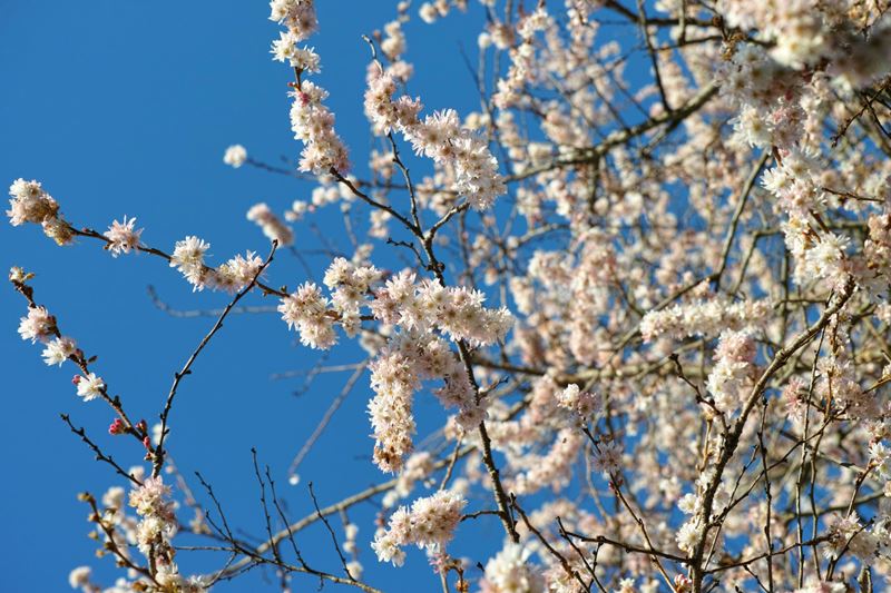 Autumnalis flowered in the sun