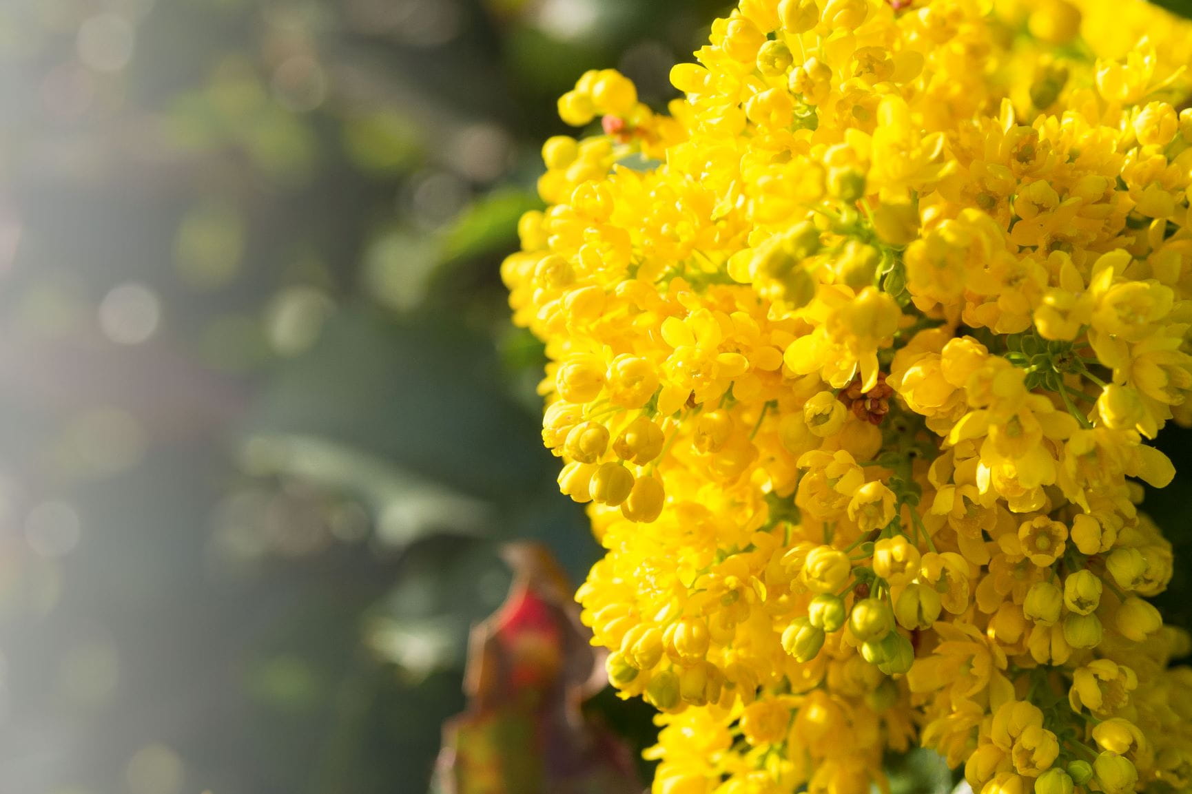 yellow mahonias