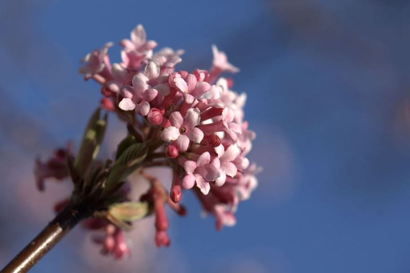 pink viburnum in the sun
