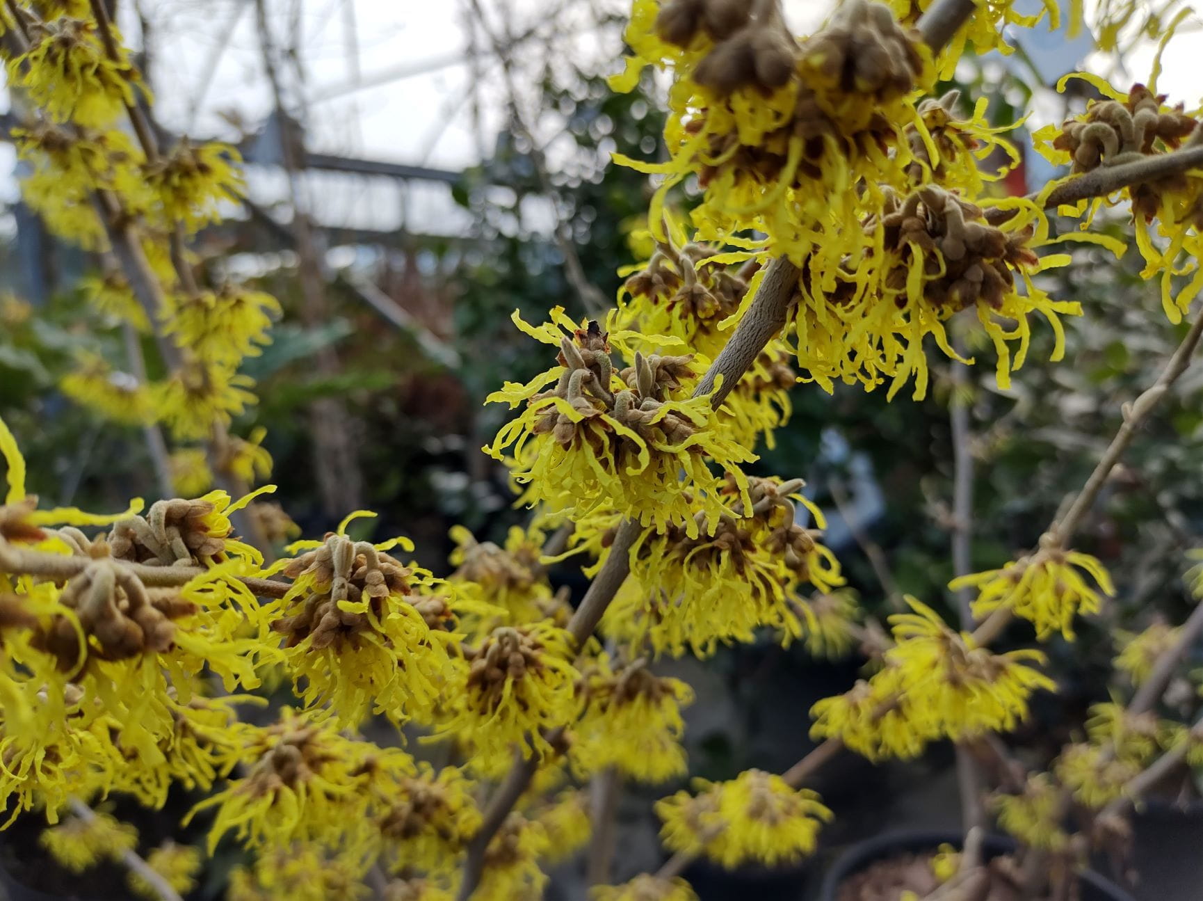 Witch Hazel flowers