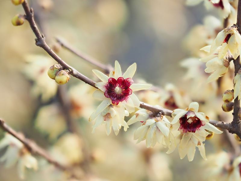Wintersweet flowers