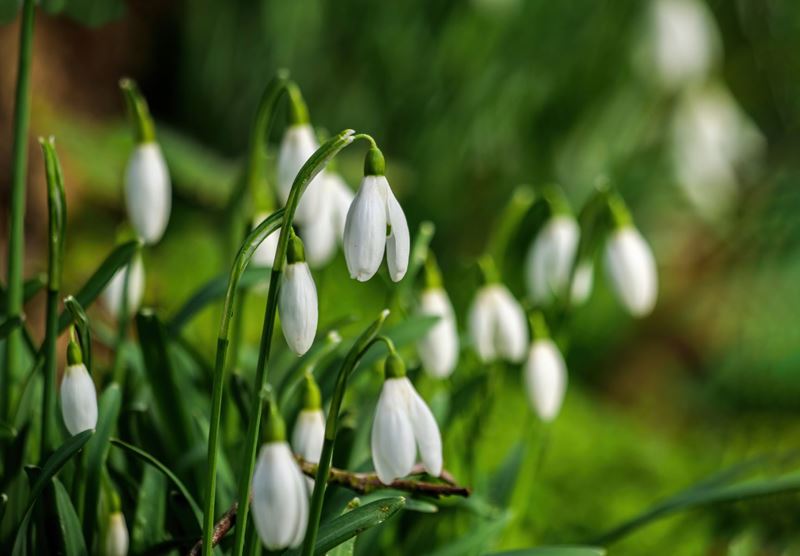snowdrops in the garden